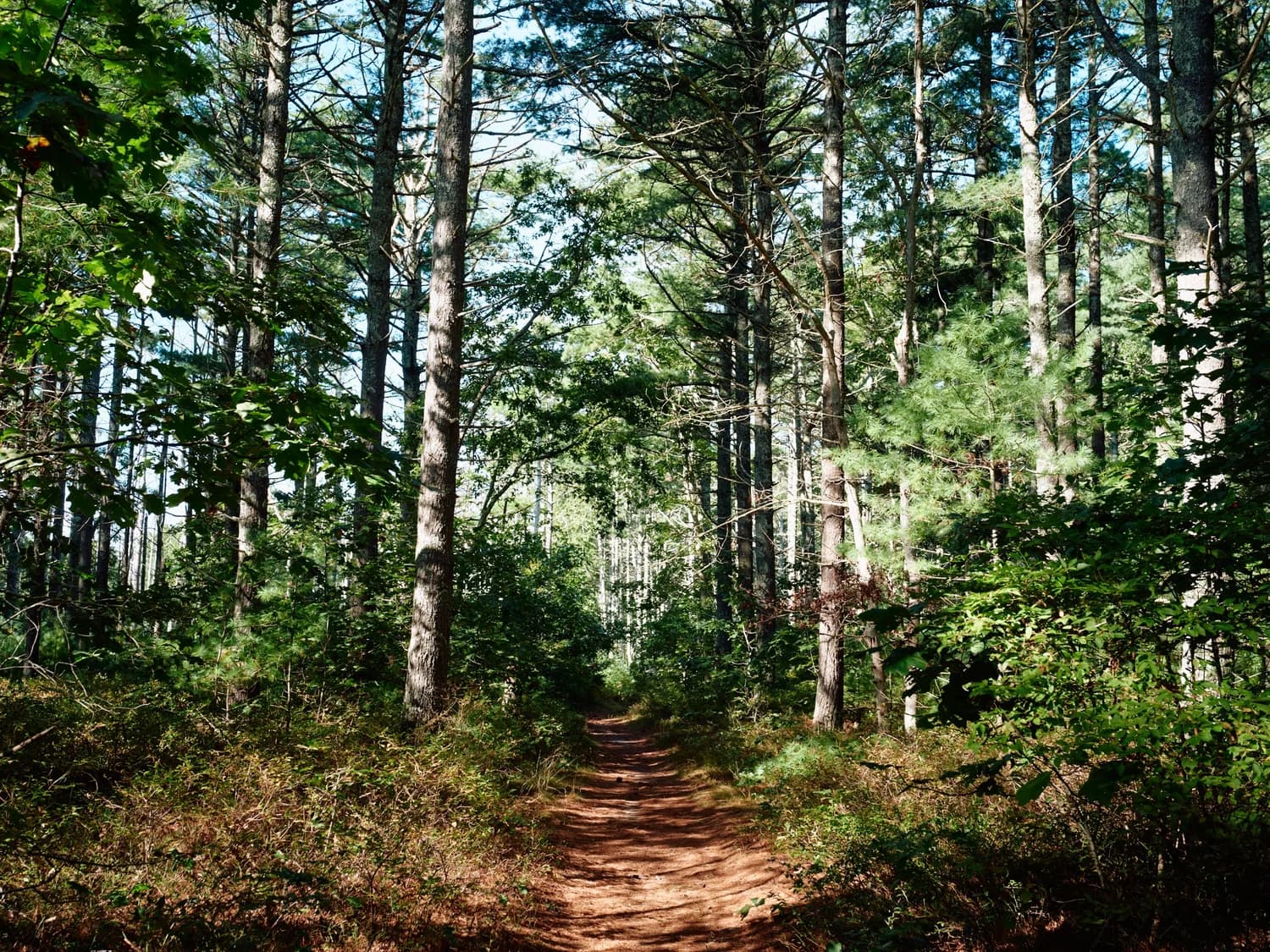A narrow trail runs through a sunlit pine forest.