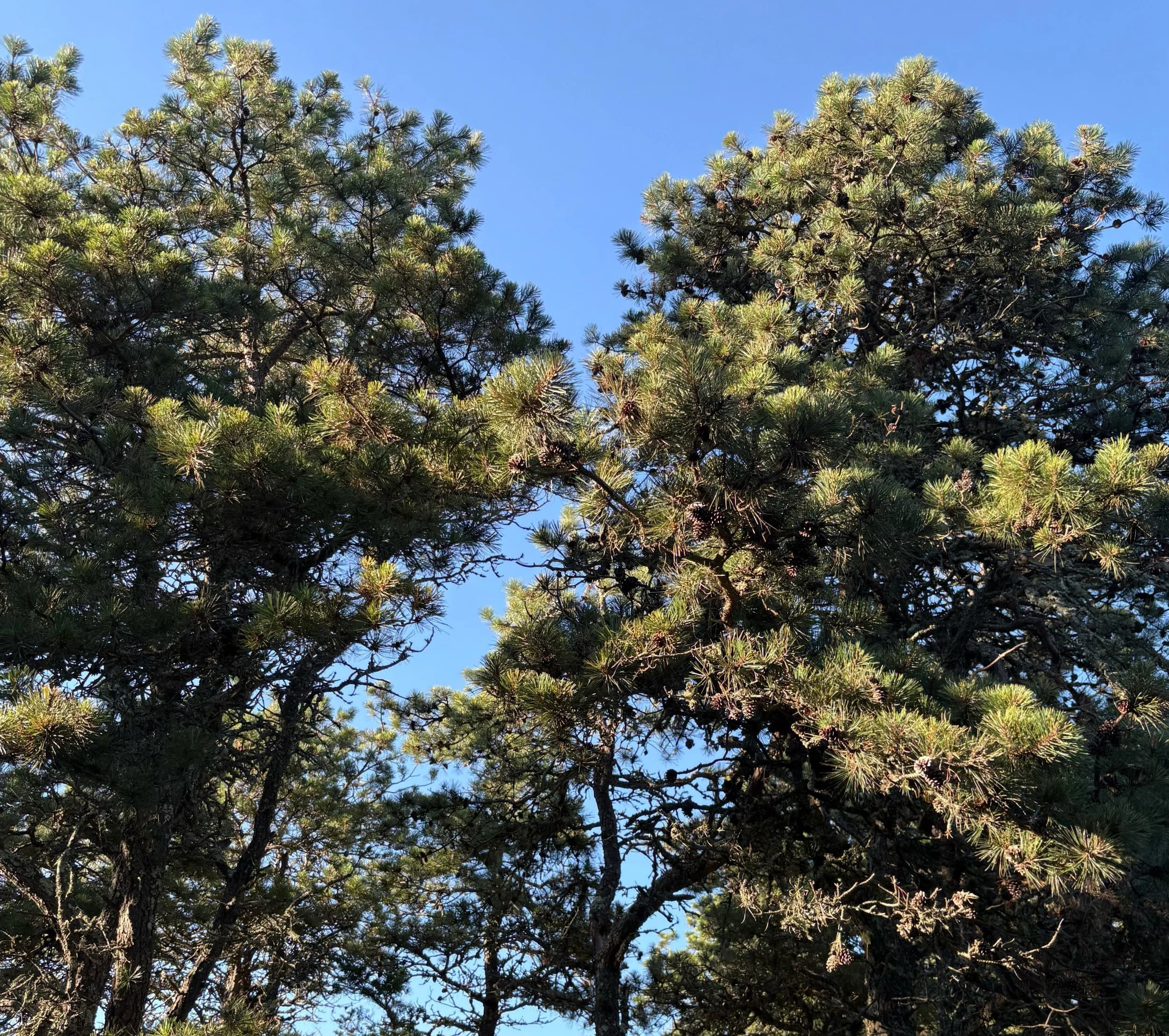 Pine branches and cones fill the frame against a clear blue sky.