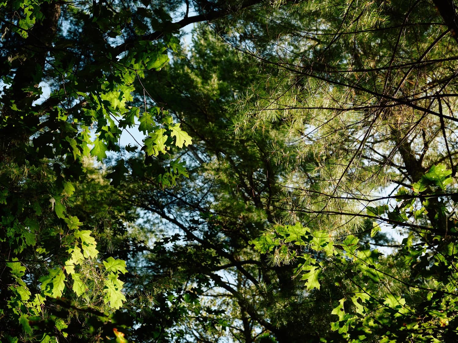 Sunlit broad leaves and pine needles overlap in a mixed forest canopy.