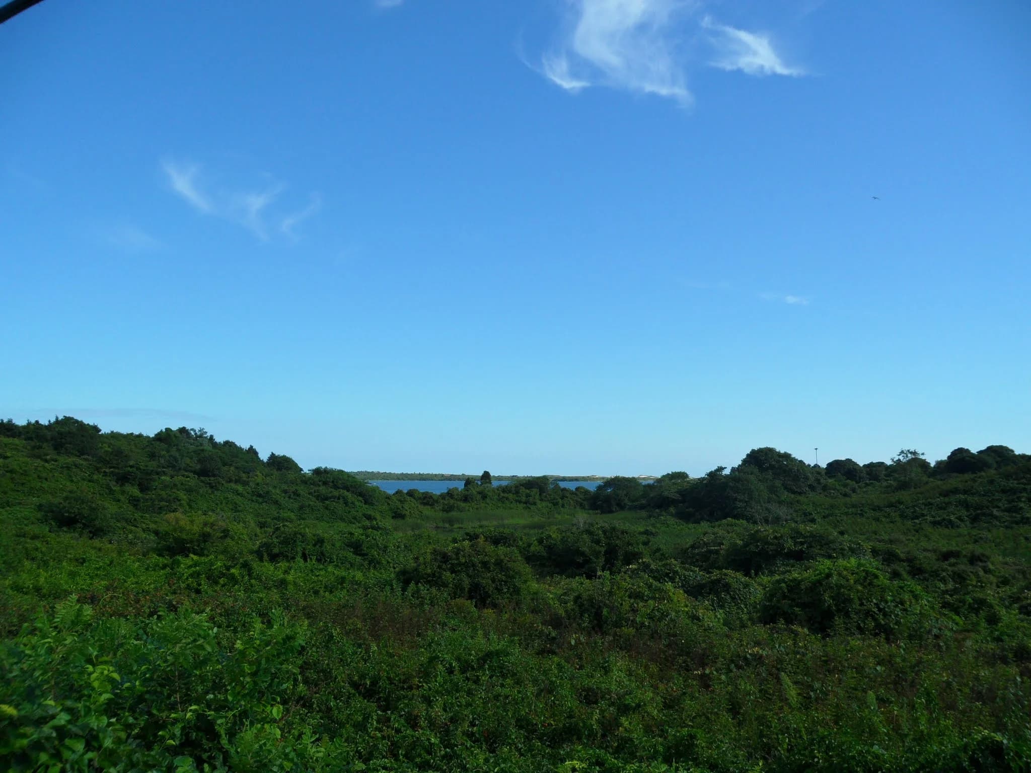 Dense green vegetation in a Martha's Vineyard sanctuary hiking area, with water in the distance.
