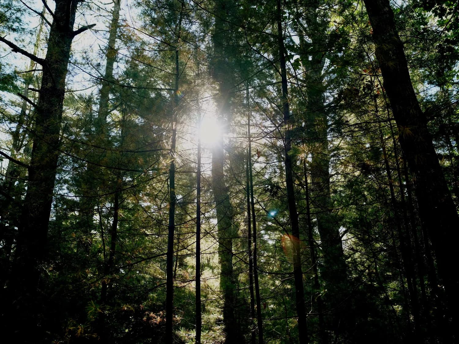 Sunlight filters through a stand of tall pines.