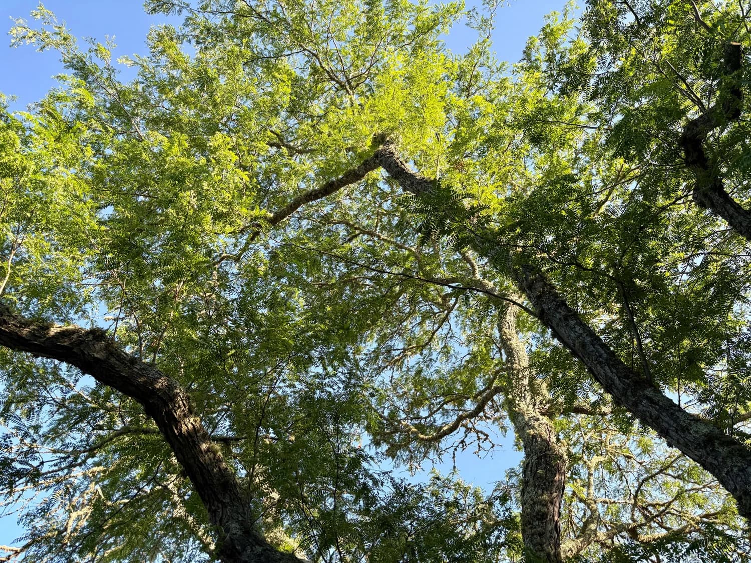 Leafy branches and mature tree trunks frame patches of blue sky.